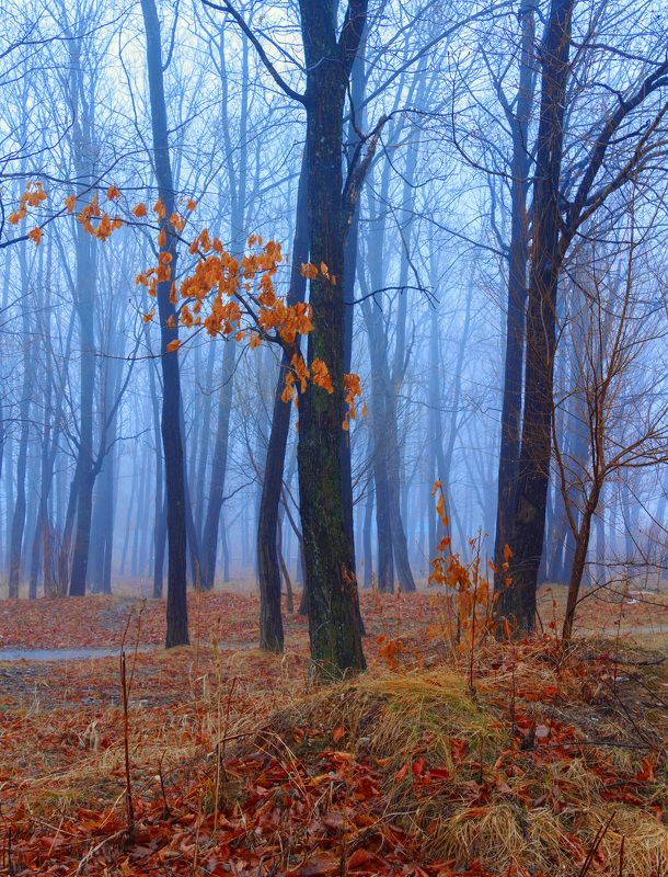 Туманное утро.. фото превью