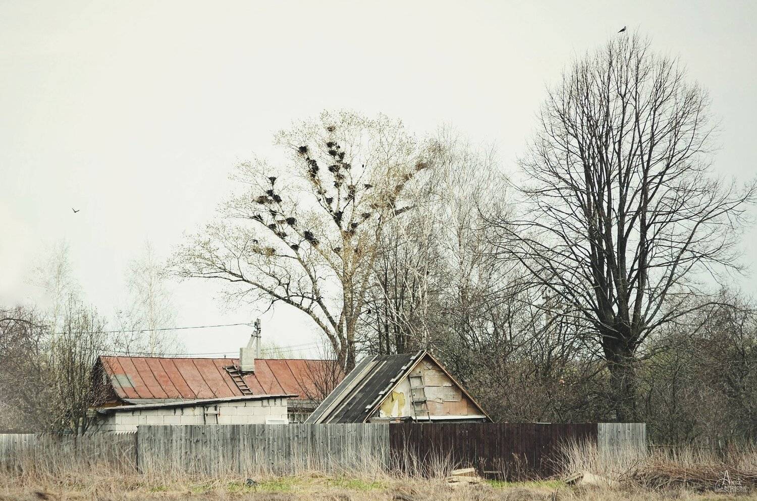 деревня, дерево, весна, гнезда, дом, пейзаж, природа, анна салтыкова, Anna Saltykowa