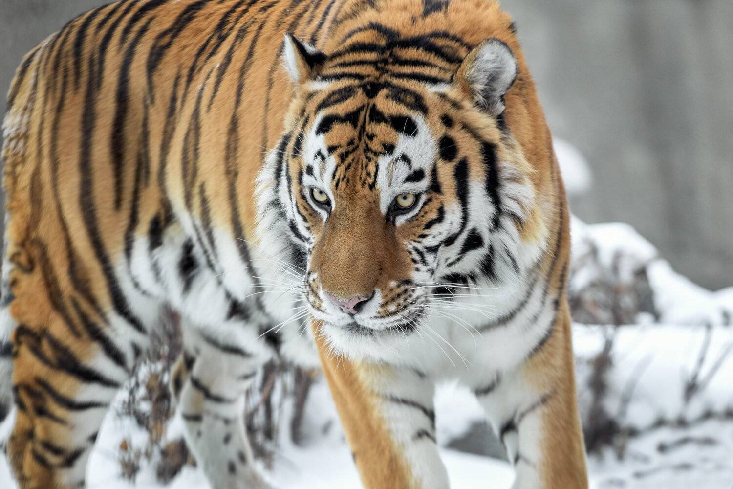 амурский тигр, Олег Богданов