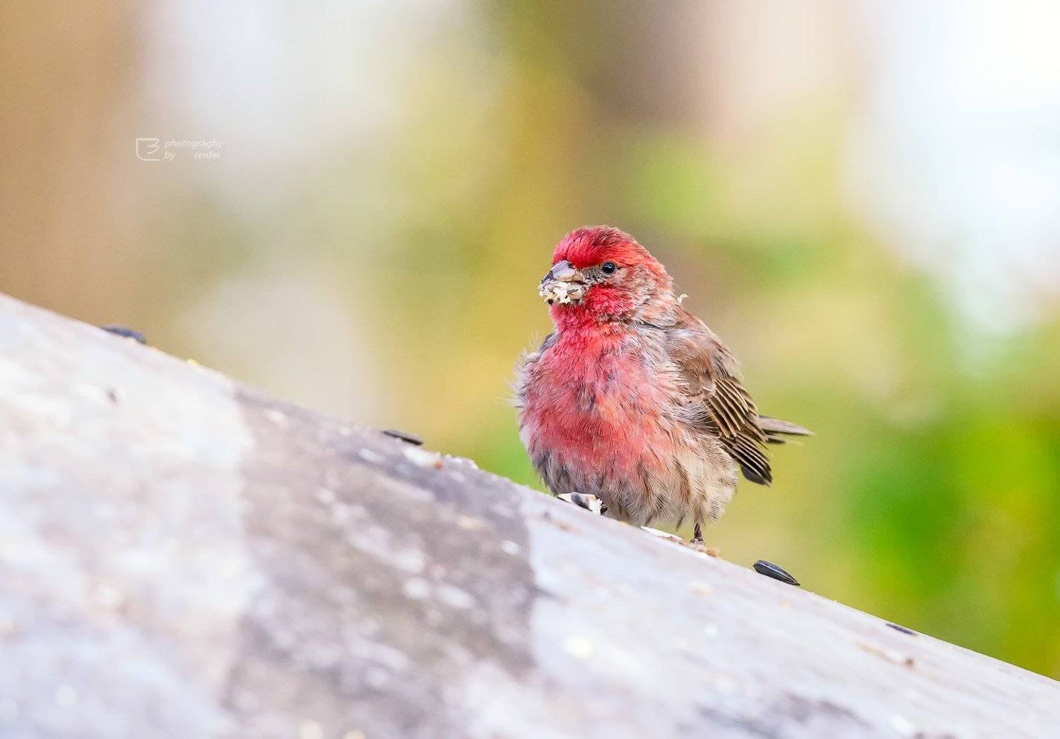 朱雀, 御风 任飞