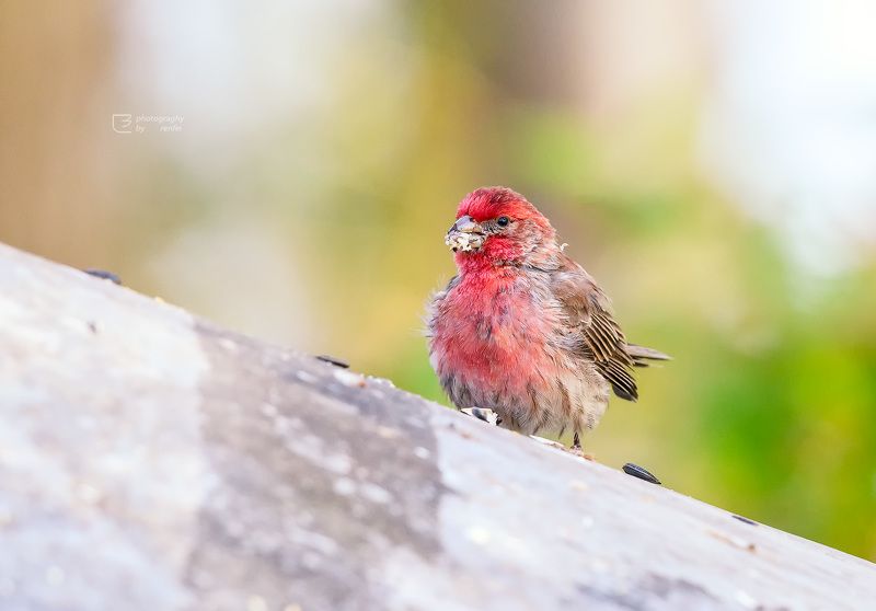 朱雀 朱雀 фото превью