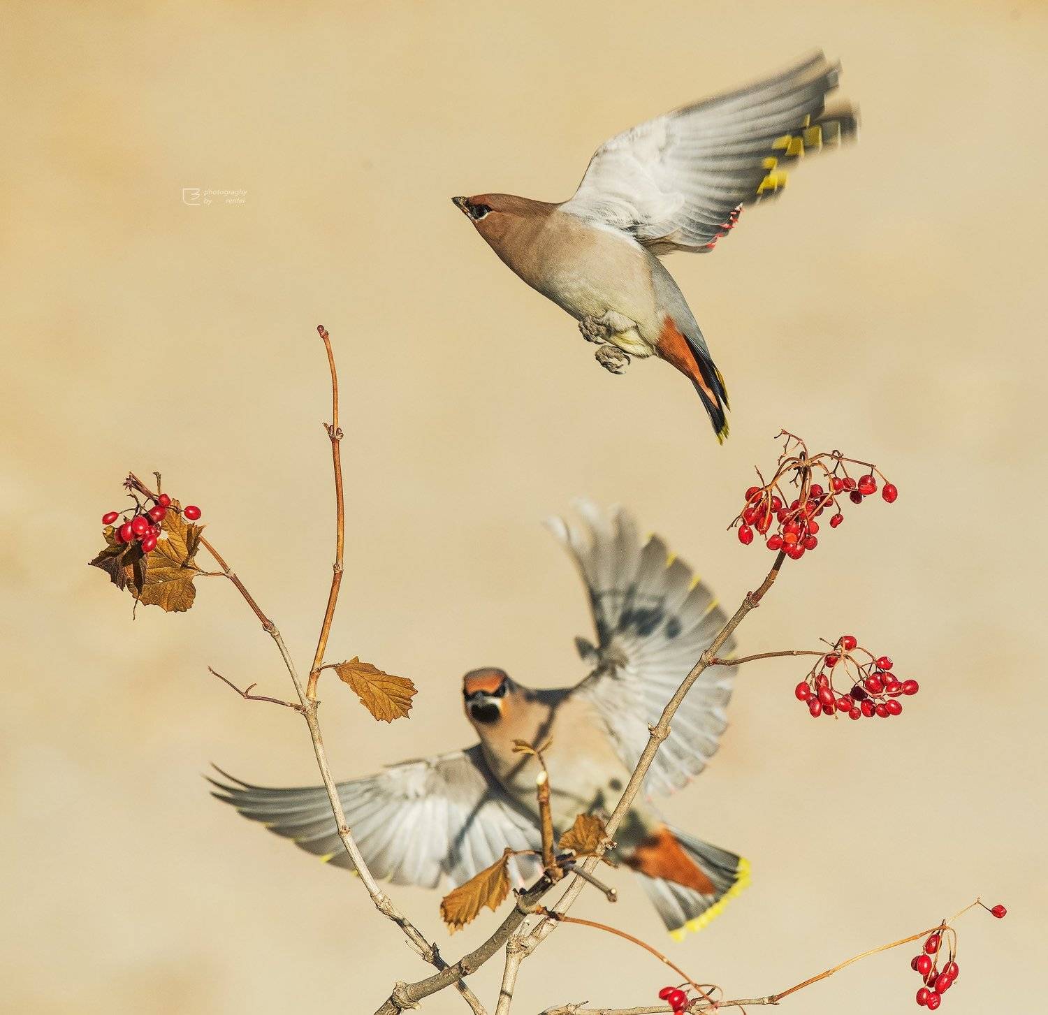 太平鸟, 御风 任飞