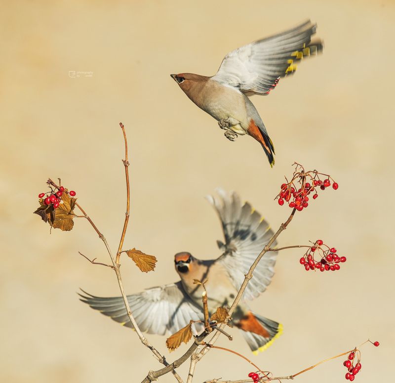 太平鸟 新年太平 фото превью