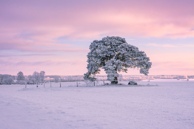 laekvere;, pine;, cold;, estonia;, winter;, sunset;, snow;, pink;, pinksky;, sky; Cold Pine фото превью
