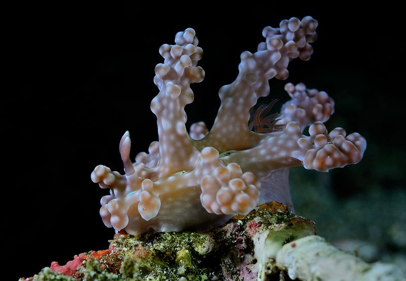 Филиппины. Ноябрь 2017. фото превью