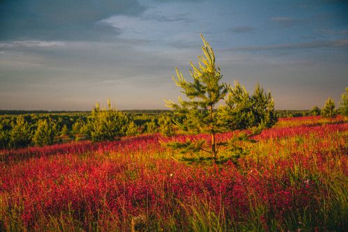 Цветочные луга