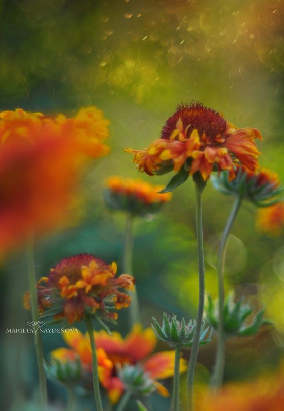 * фото превью