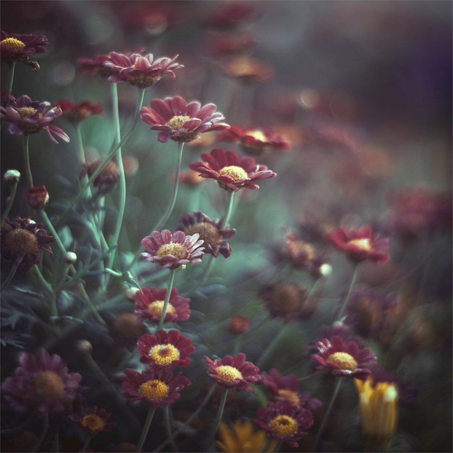 , Ариадна Белкина