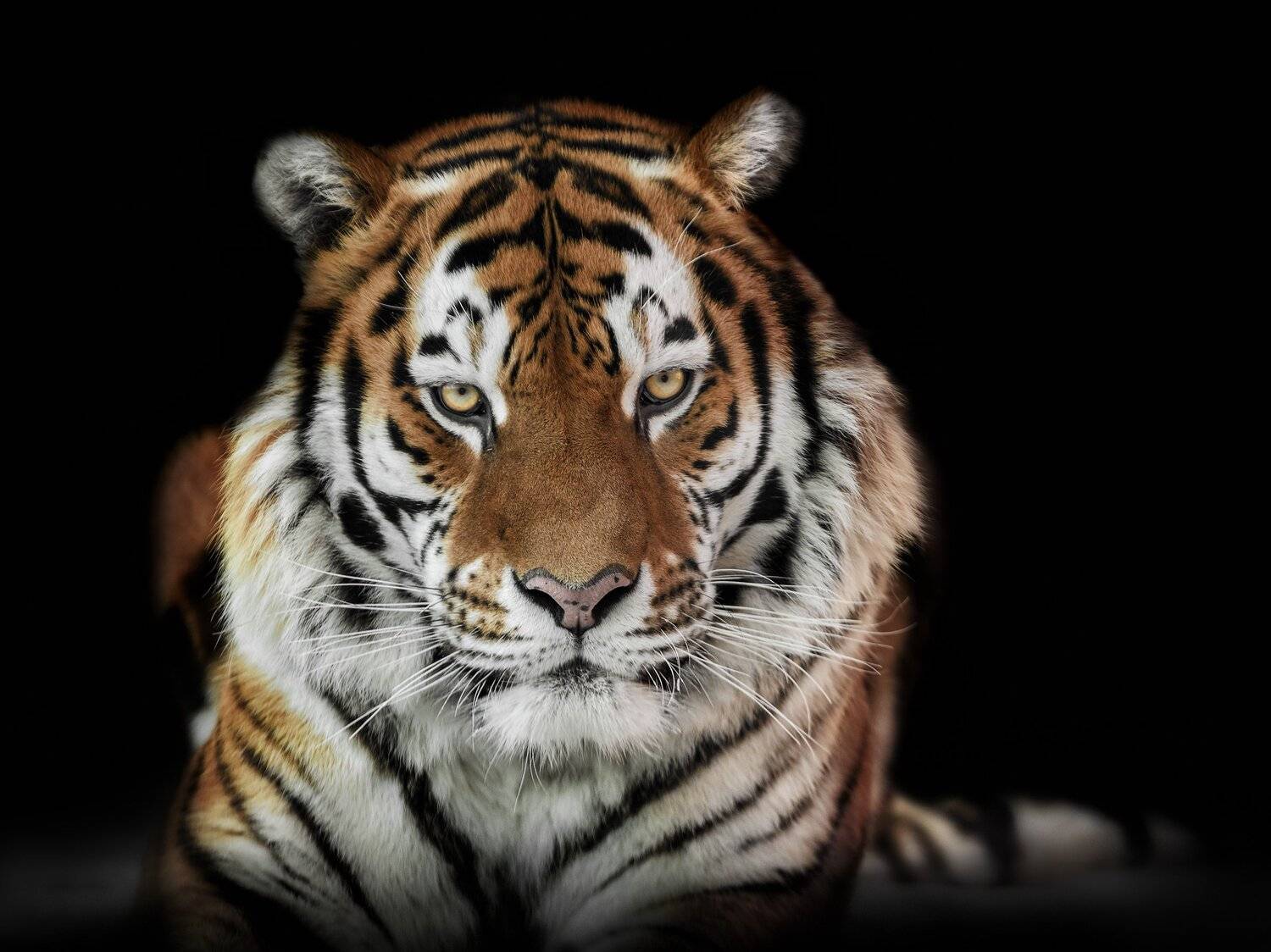 амурский тигр, тигры, кошки, Олег Богданов