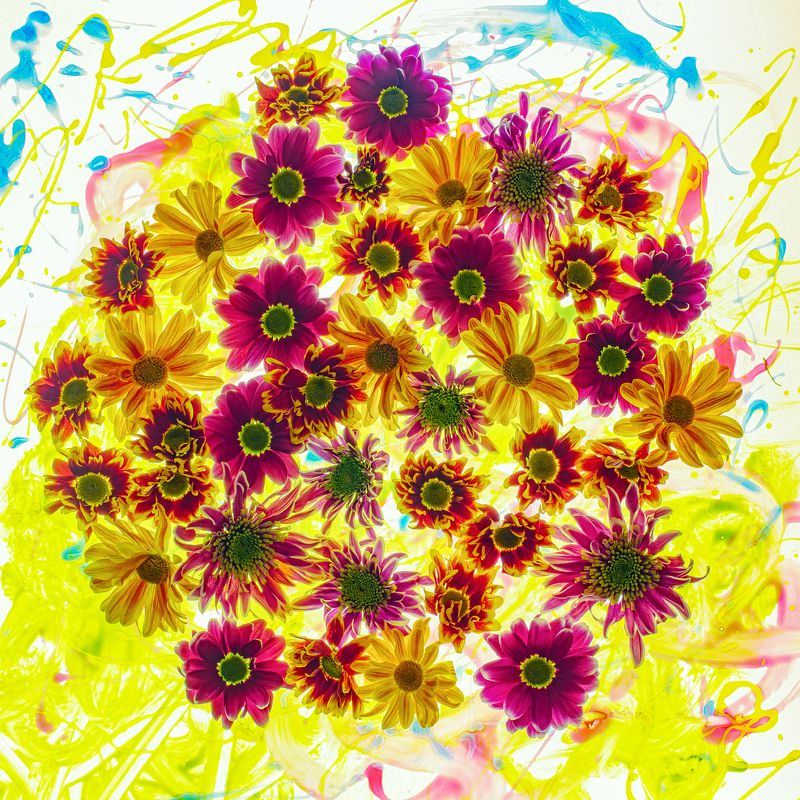 цветы,цветок,макро,хризантема,боке \