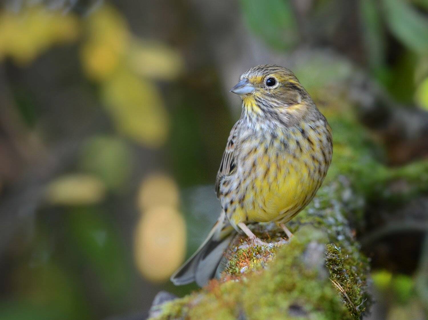 овсянка,кусты,мох,осень, Iwan