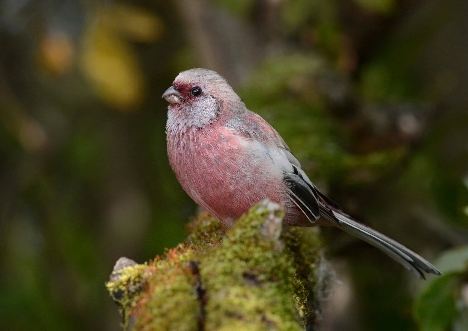 урагус,длиннохвостый снегирь.кусты, Iwan