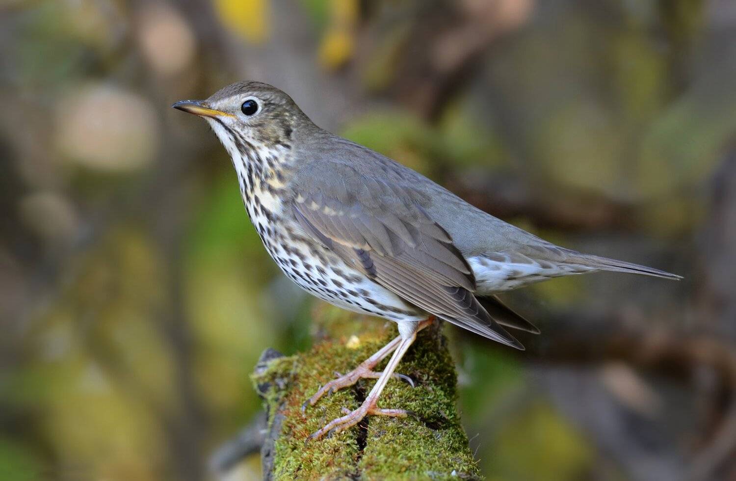 дрозд,певчий,осень.мох, Iwan