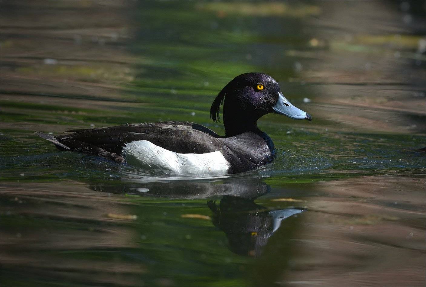 утка, Андрей Медведев