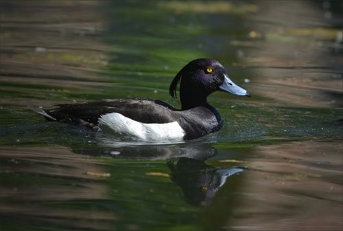 Хохлатая чернеть