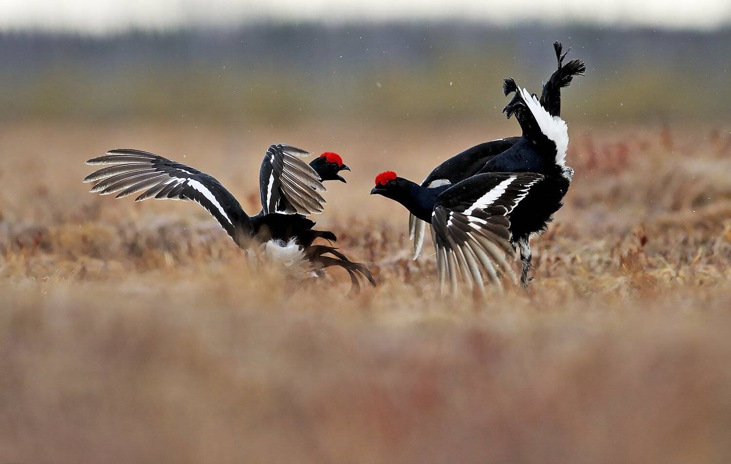 , Михаил Калинин