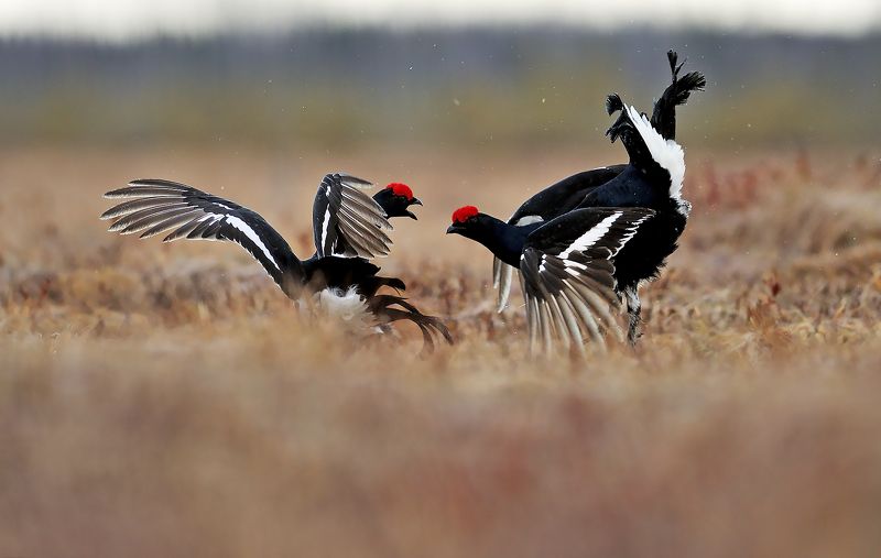 Схватка. фото превью