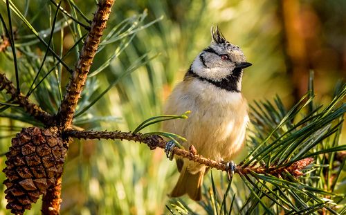 Crested tit (Lophophanes cristatus)