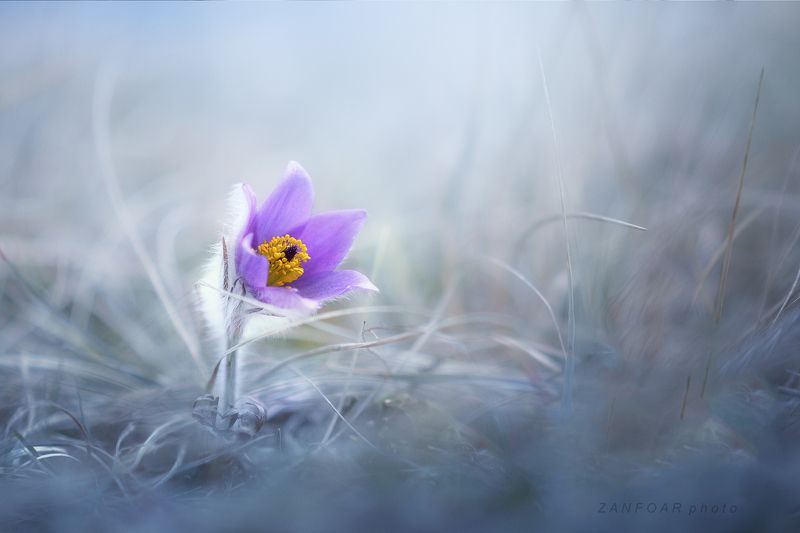 прострел, большой,прострел,макроцветок,цветы,природа,подробносиний,zanfoar,nikon, d7000,чешская республика,чехия Прострел большой (Pulsatilla grandis ) II. фото превью