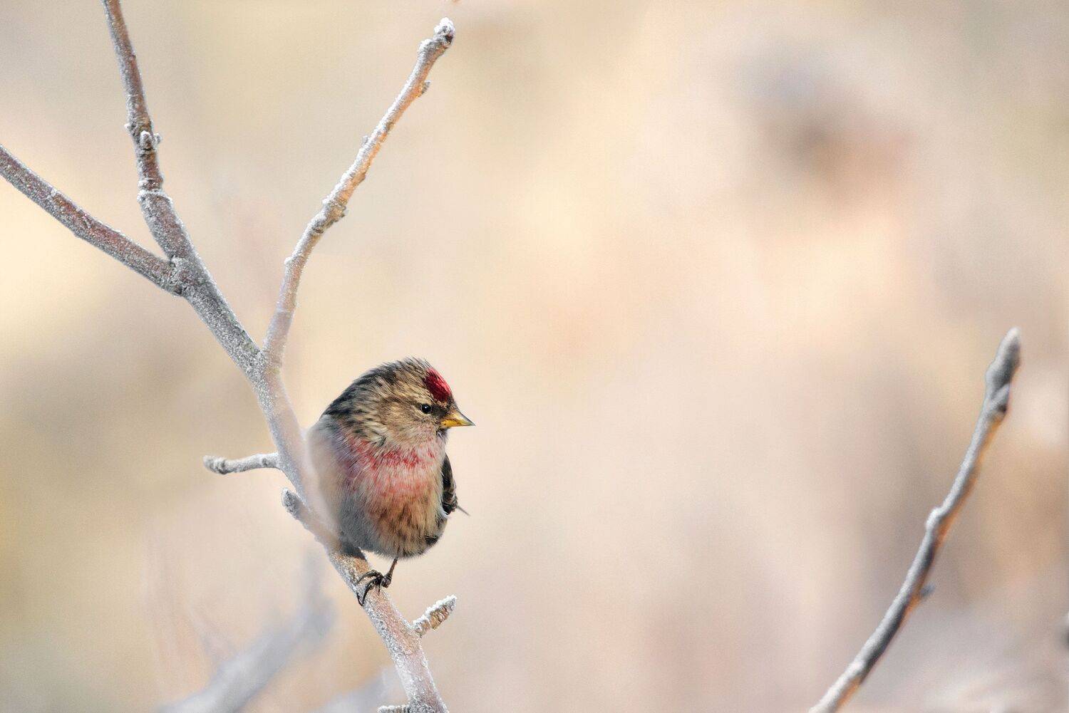 , Arkadiusz Michalak
