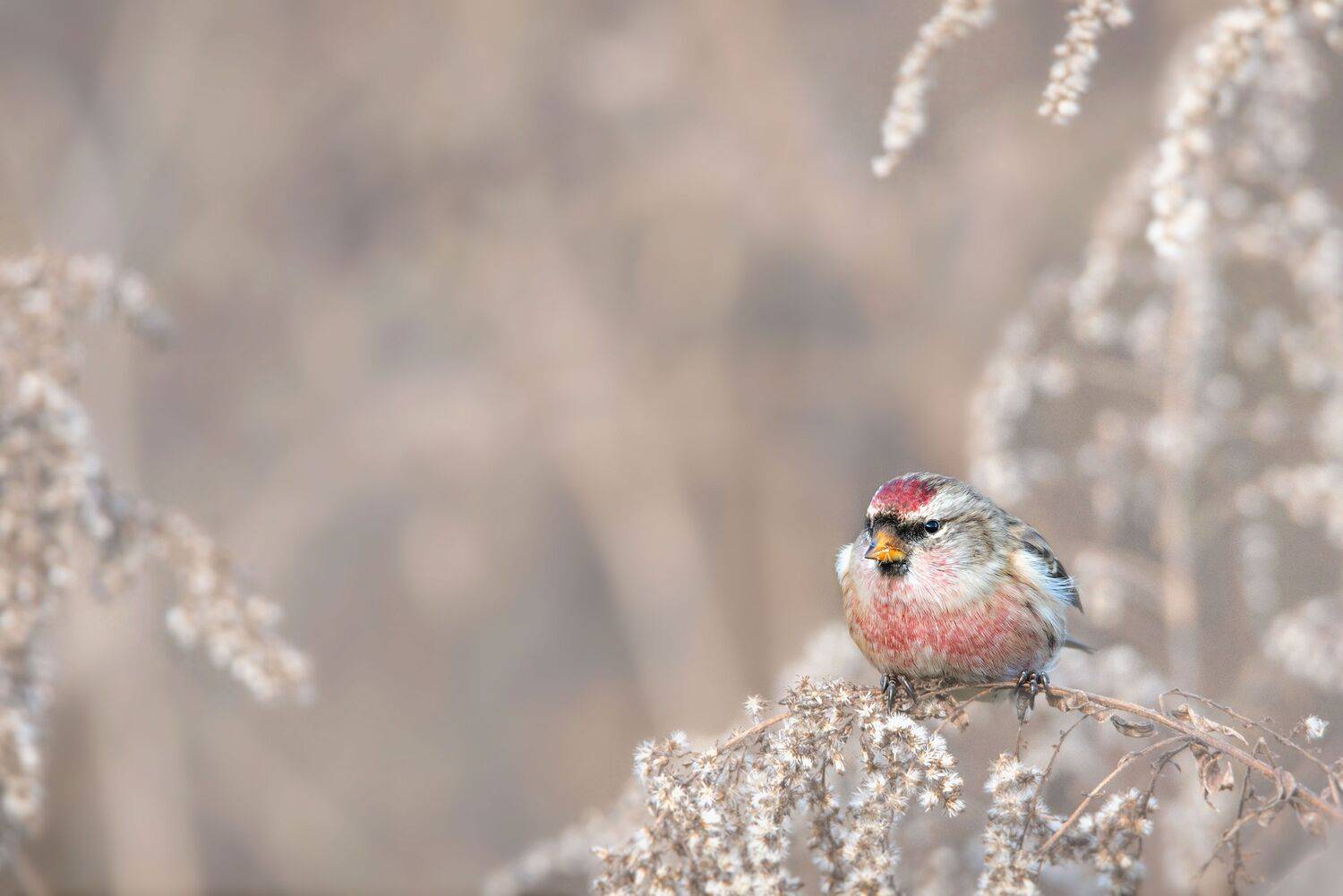 , Arkadiusz Michalak