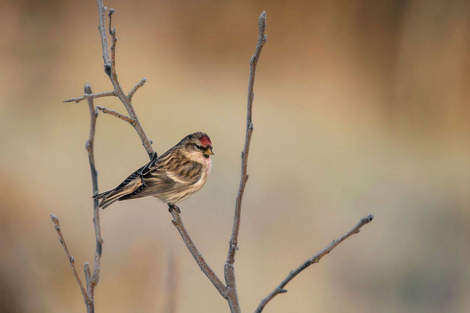 , Arkadiusz Michalak