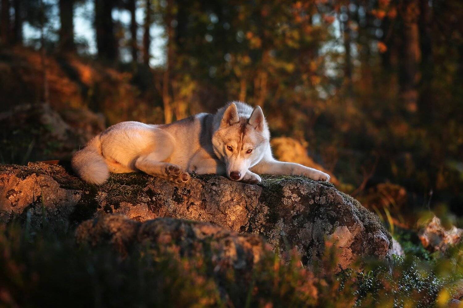 ...., Андрей Ершов