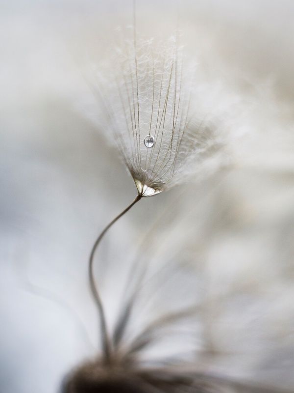 kropelka фото превью