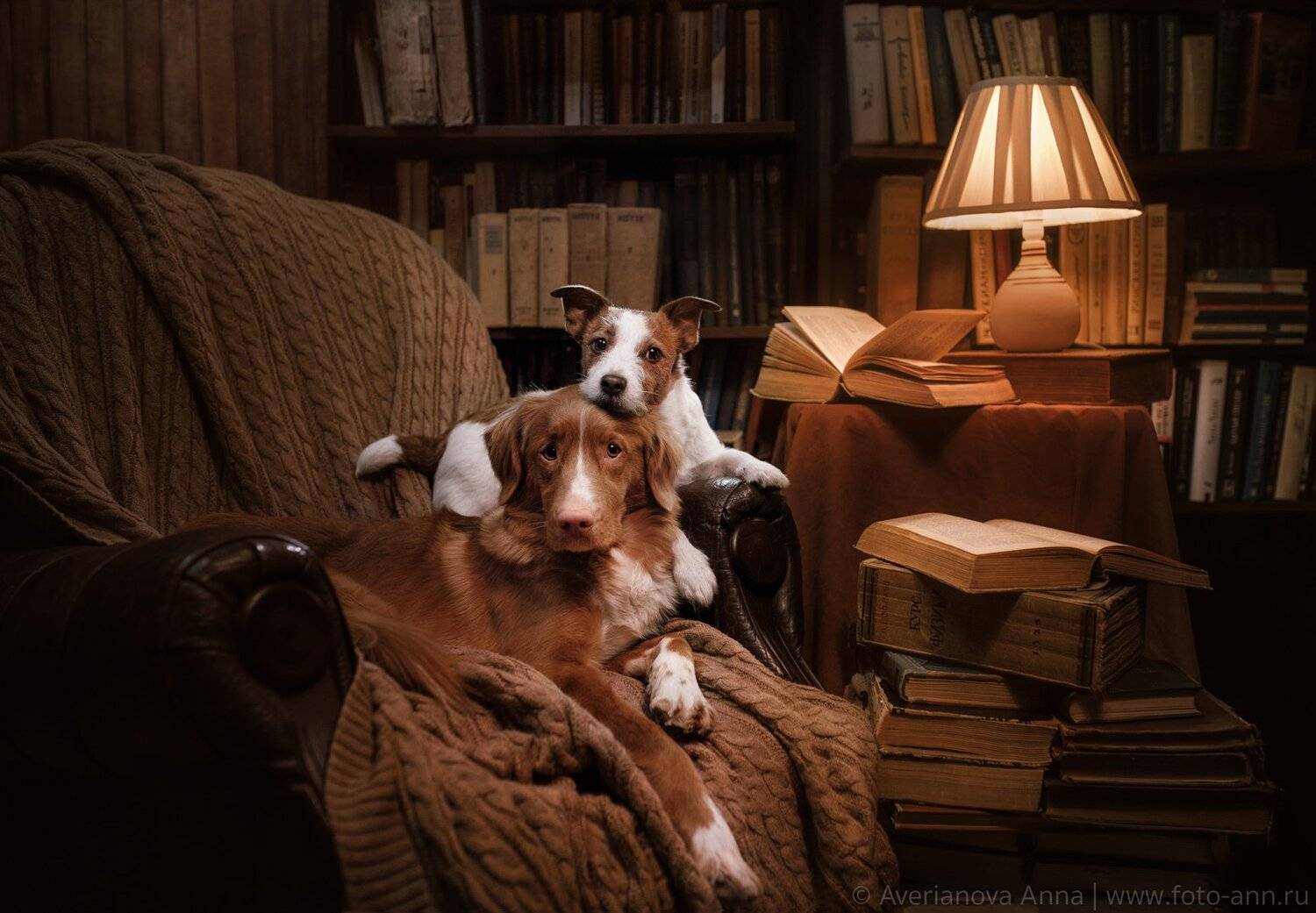 собака, книги, дом, Анна Аверьянова