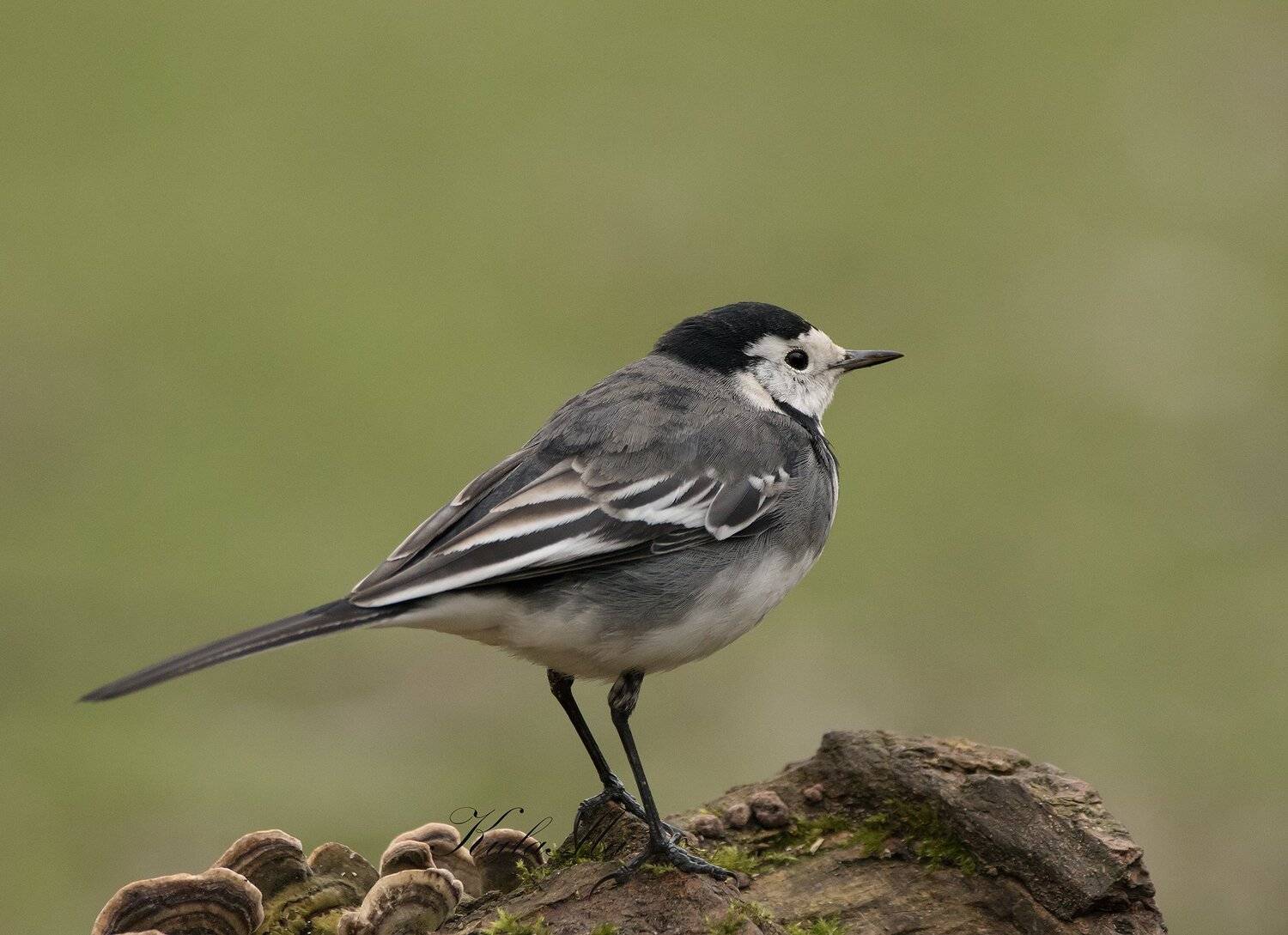 pied wagtail, birds, nature, wildlife, Maria Kula