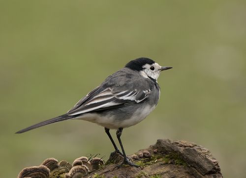 Pied Wagtail