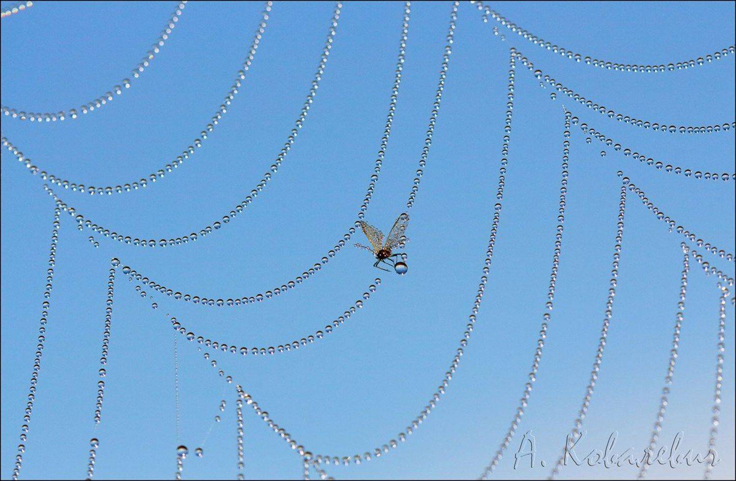 , Ковалевич А.