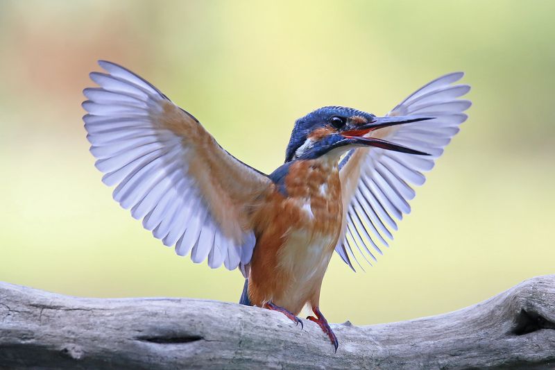 зимородок, kingfisher, riga, latvia А я, а я вчера вооот такую поймала! фото превью