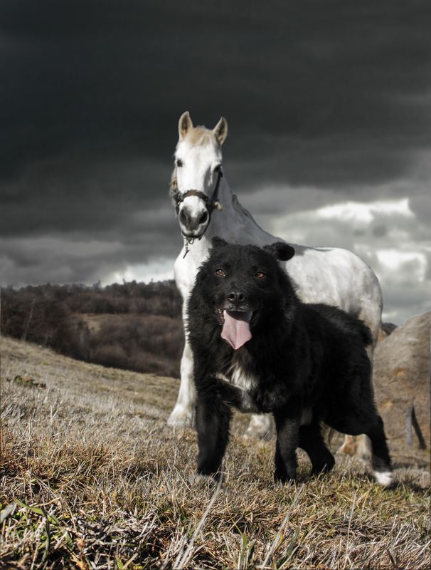horse, dog, anima, black and white, domestic, mountain, farm, low angle, animal photography, outdoor, pulin, hungarian sheepdog,лошадь, собака, анима, черно-белый, домашний, гора, ферма, низкий угол, фотография животных, наружная, путин, венгерская овчарк BW friends фото превью