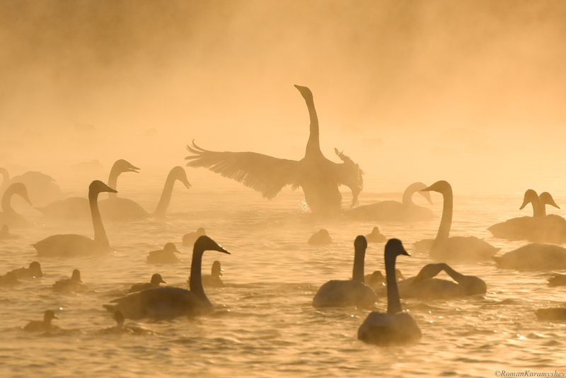Озеро Светлое (Лебединое), Алтайский Край. фото превью