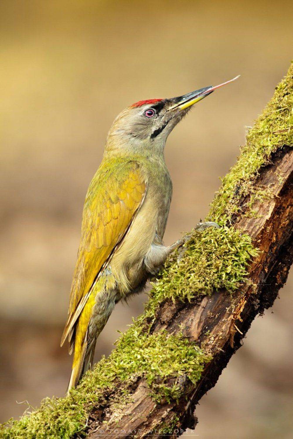 poland, hide, wildlife, autumn, bird, woodpecker, grey-faced,, Tomasz Wieczorek