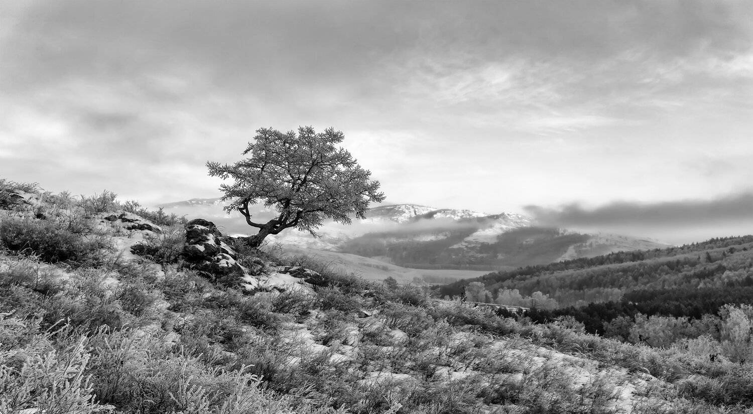 пейзаж, дерево, горы, Леонид Максименко