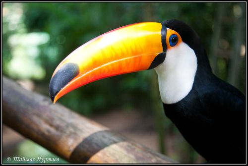 ПЕРНАТЫЙ   МИР