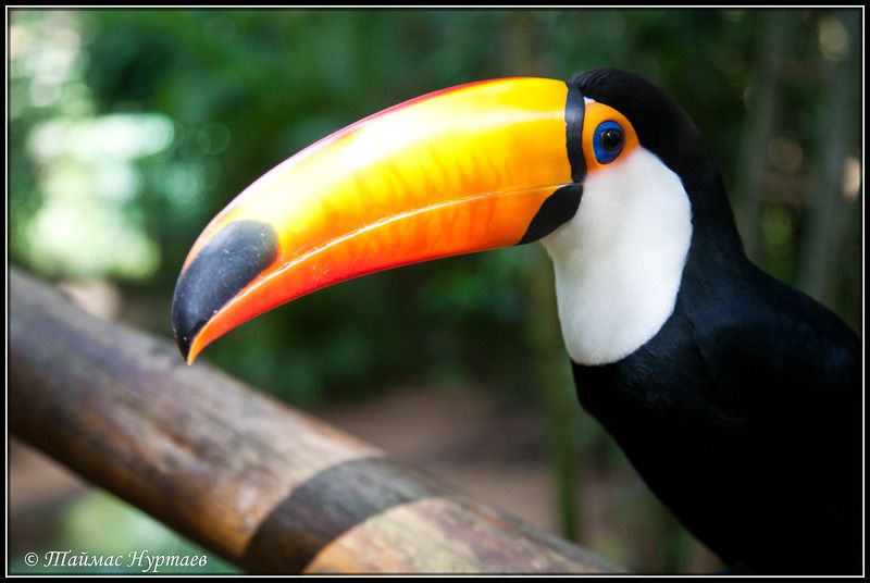 мир ПЕРНАТЫЙ   МИР фото превью