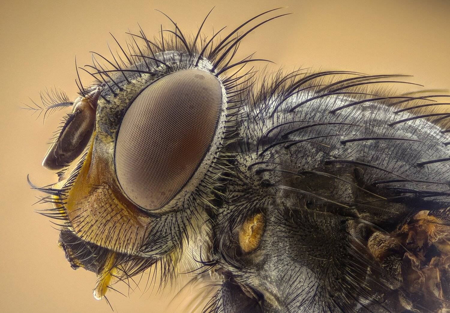 ceclii,macro,lgg4, extrememacro,  макро, Tsvetan Ganev