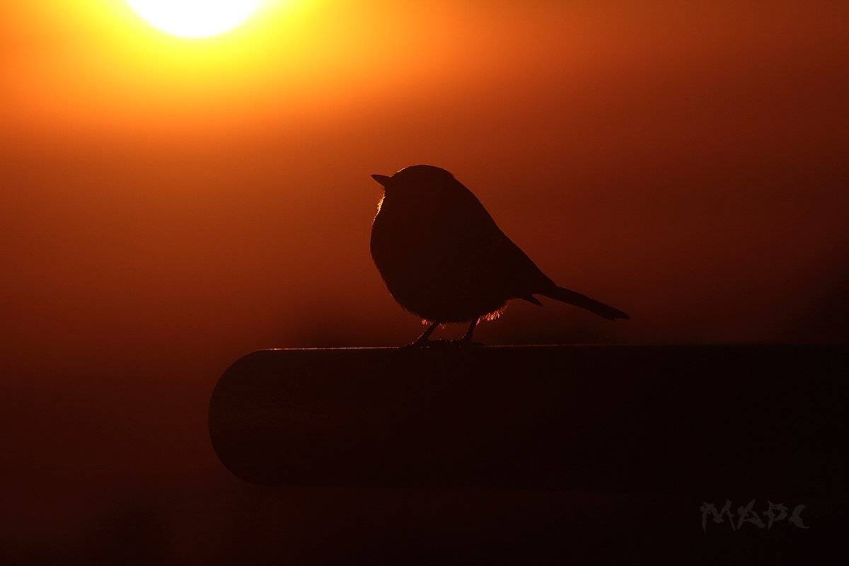 животные птицы синица зима закат, Шангареев Марс