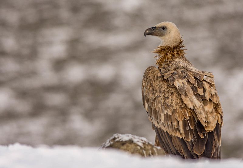 wildlife фото превью