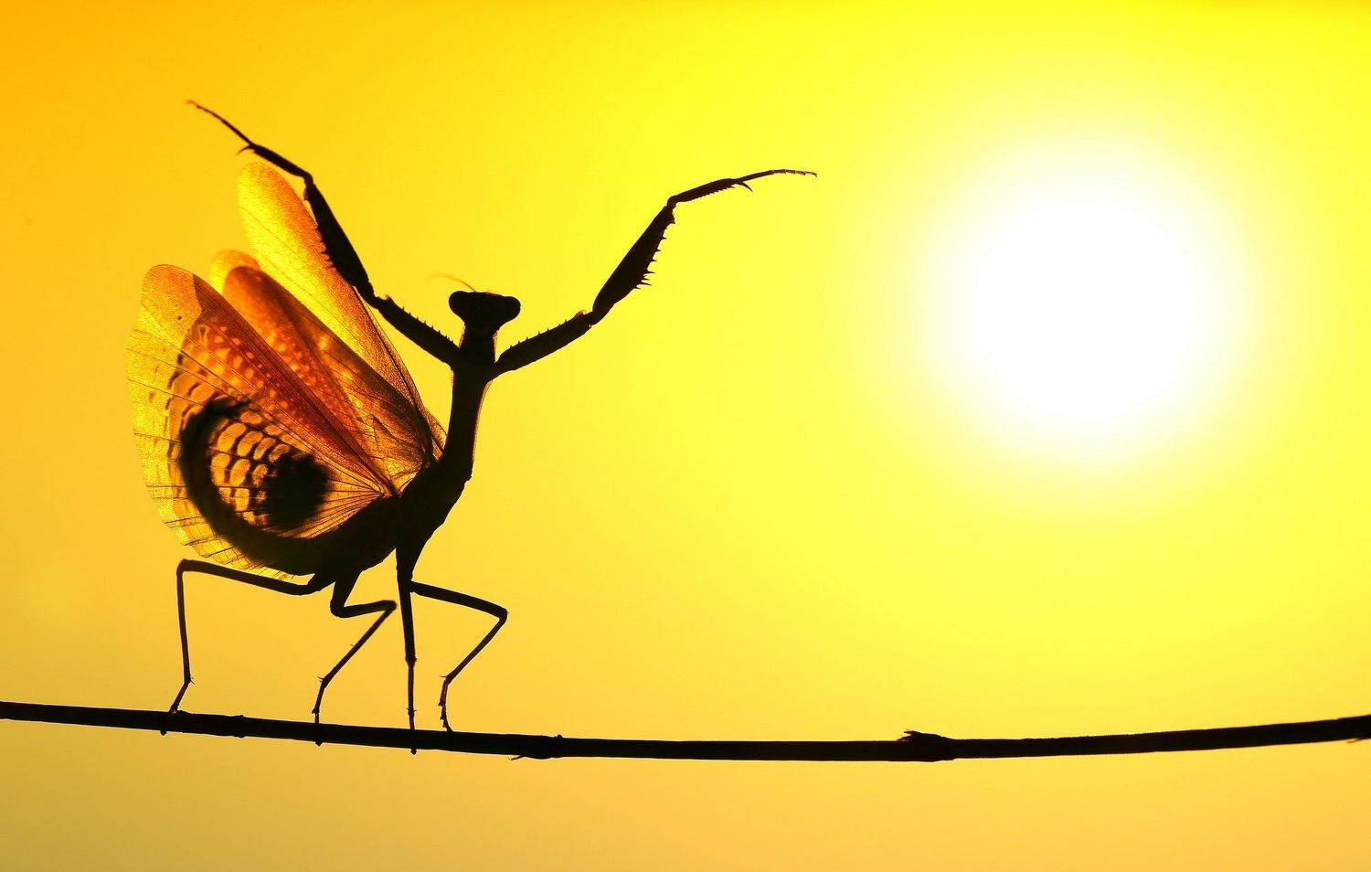 praying,mantis,sunset,dancing,nature,macro,cyprus, Hasan Baglar