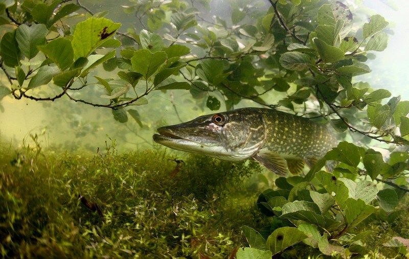 european pike, pike, underwater, lake, water, summer, nature, fish, predator, forest, bird, woodpecker, pond Lithuania\'s nature фото превью