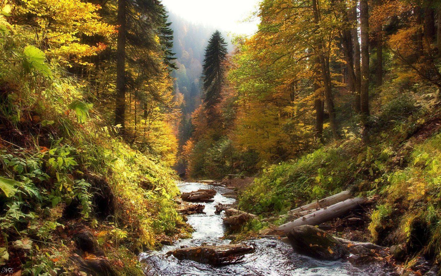 , Евгений Никишин