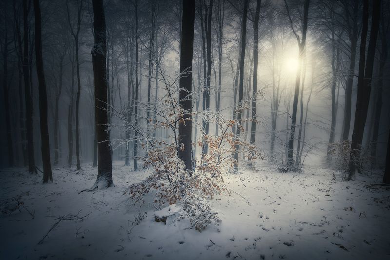 nature, landscape, forest, fog, snow Winter autumn фото превью