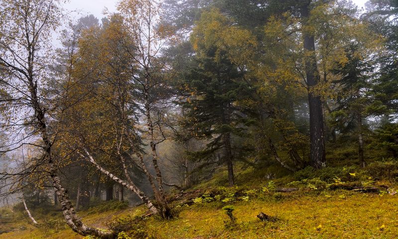 Про осень, туманы и смешанный лес... фото превью