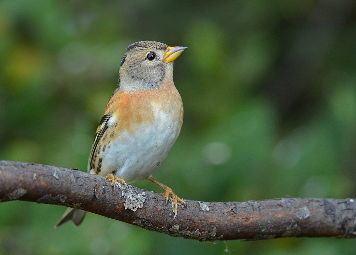 вьюрок,юрок,сук,кусты, Iwan