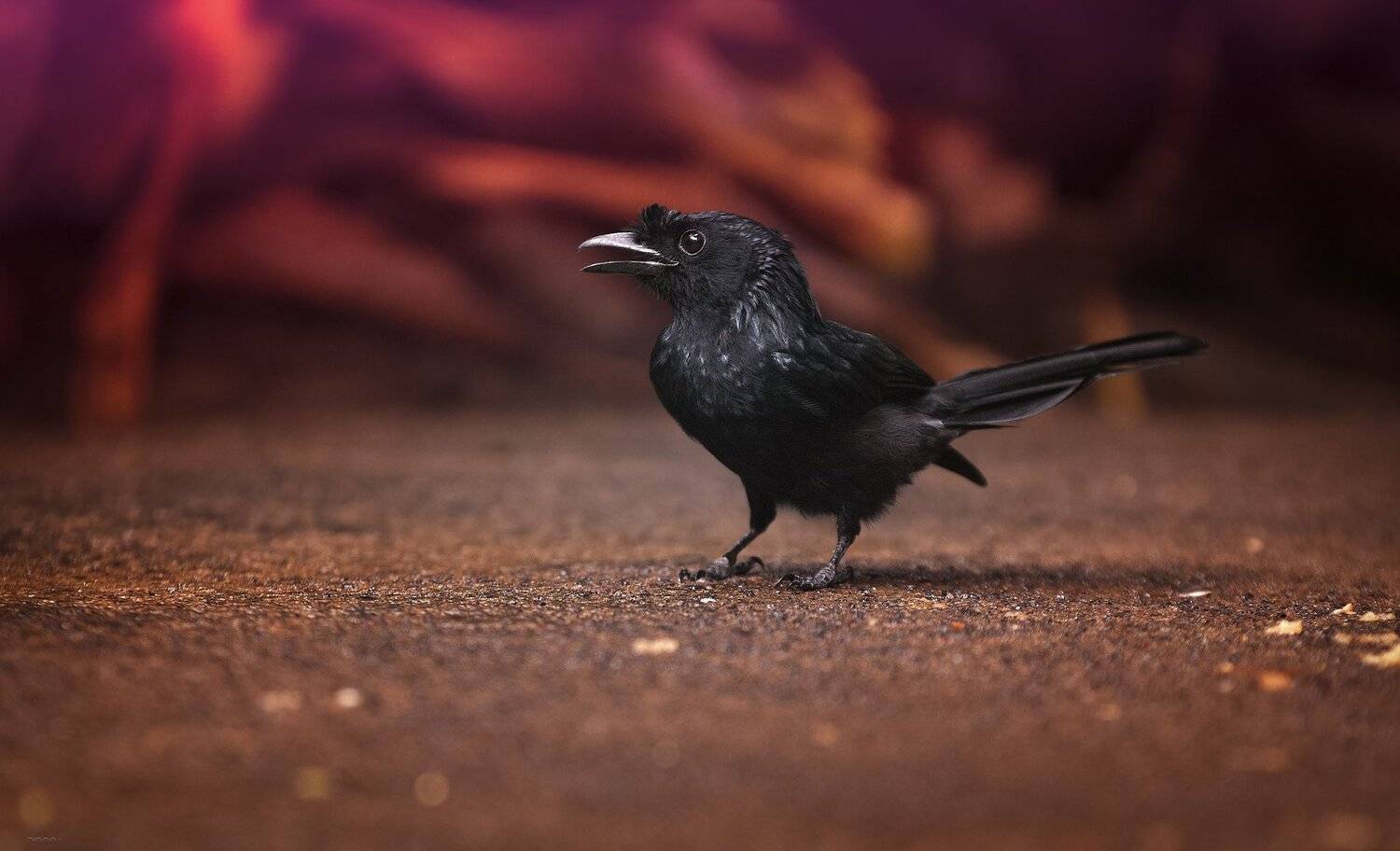 природа, животные, птицы, индонезия, Дмитрий Посевич