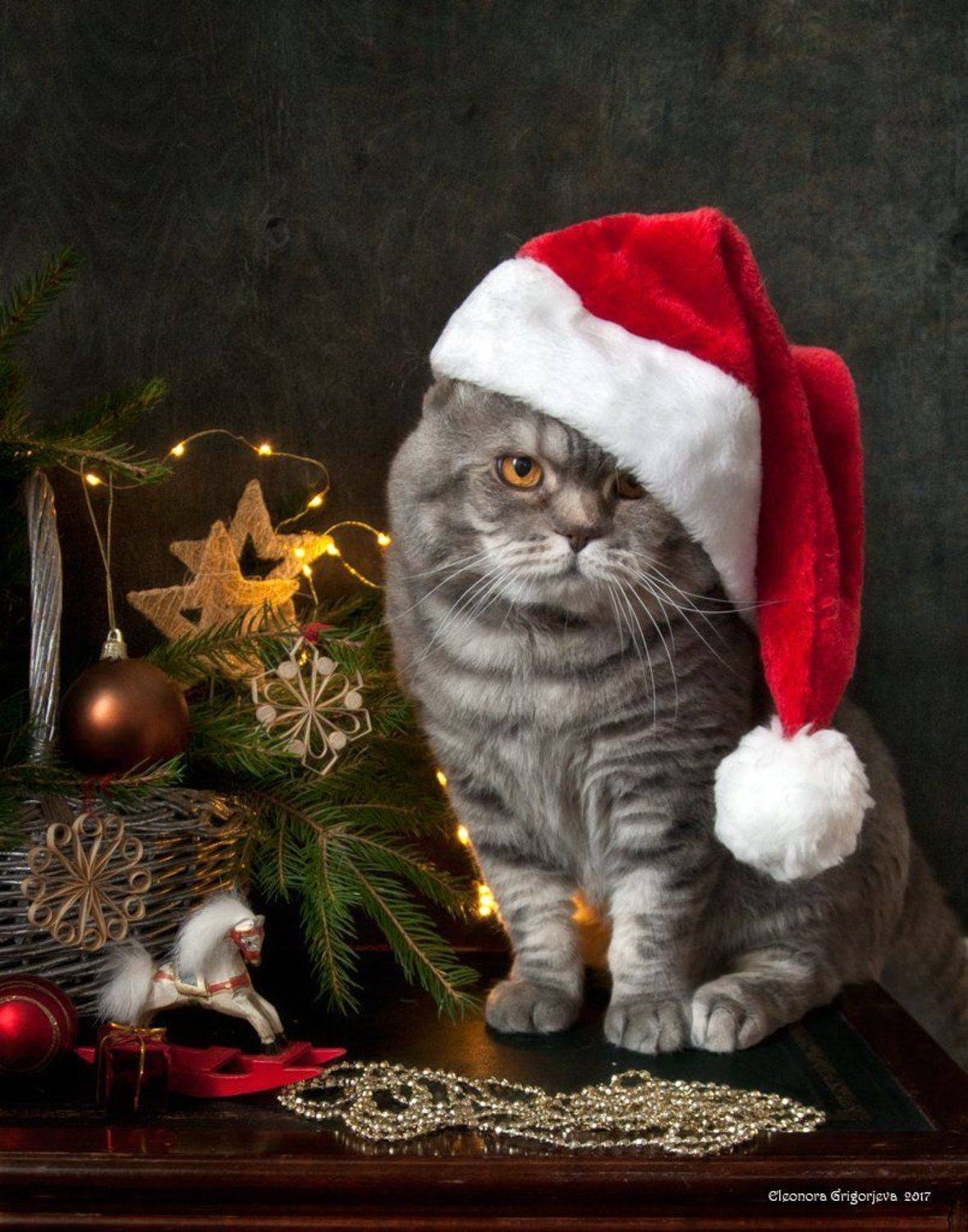 натюркотики, кот, скоттиш-фолд, новый год, Eleonora Grigorjeva